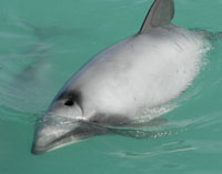 Please support USA proposal to save Maui and Hector’s dolphins!