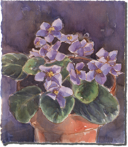 Saintpaulia (African Violets)